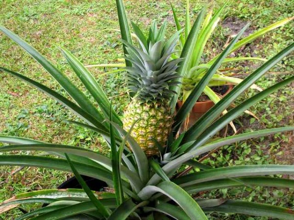 pineapple_IMG_1573-600x450.jpg