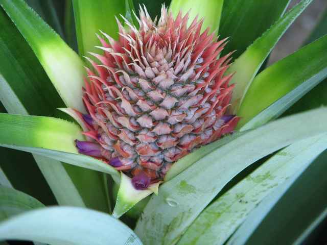 Pineapple bud - August 9