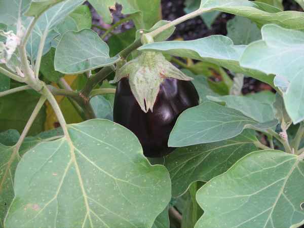 This Black Beauty eggplant is a reliable producer here in The South.