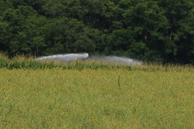Irrigation, powered by diesel fuel, keeping that corn growing.